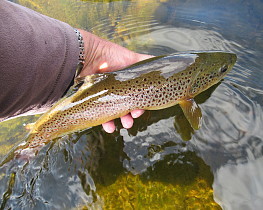 Abernant trout - DC from Herefordshire